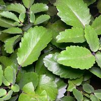 herbaldoctor0543775233