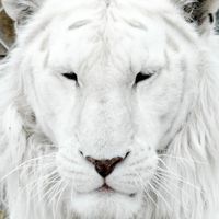 TikTok Account - https://p16-amd-va.tiktokcdn.com/tos-maliva-avt-0068/fa62de3dc50fc606408da5004896a3b3~tplv-tiktokx-cropcenter:200:200.jpeg