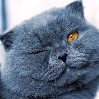 petlover_cats_996